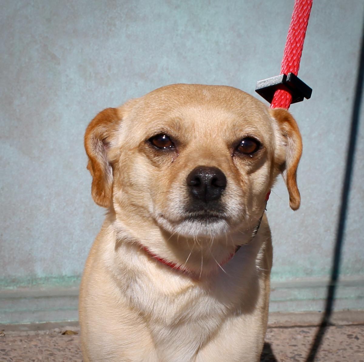 Enlarge Doyle , a ADOPTABLE mixed breed in Albuquerque, NM image 2/5