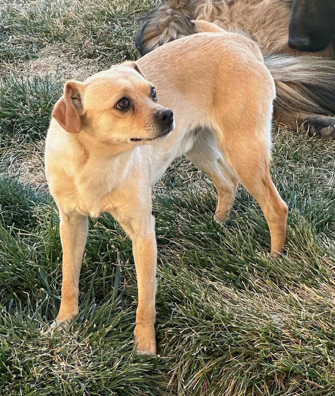 Enlarge Doyle , a ADOPTABLE mixed breed in Albuquerque, NM image 2/3