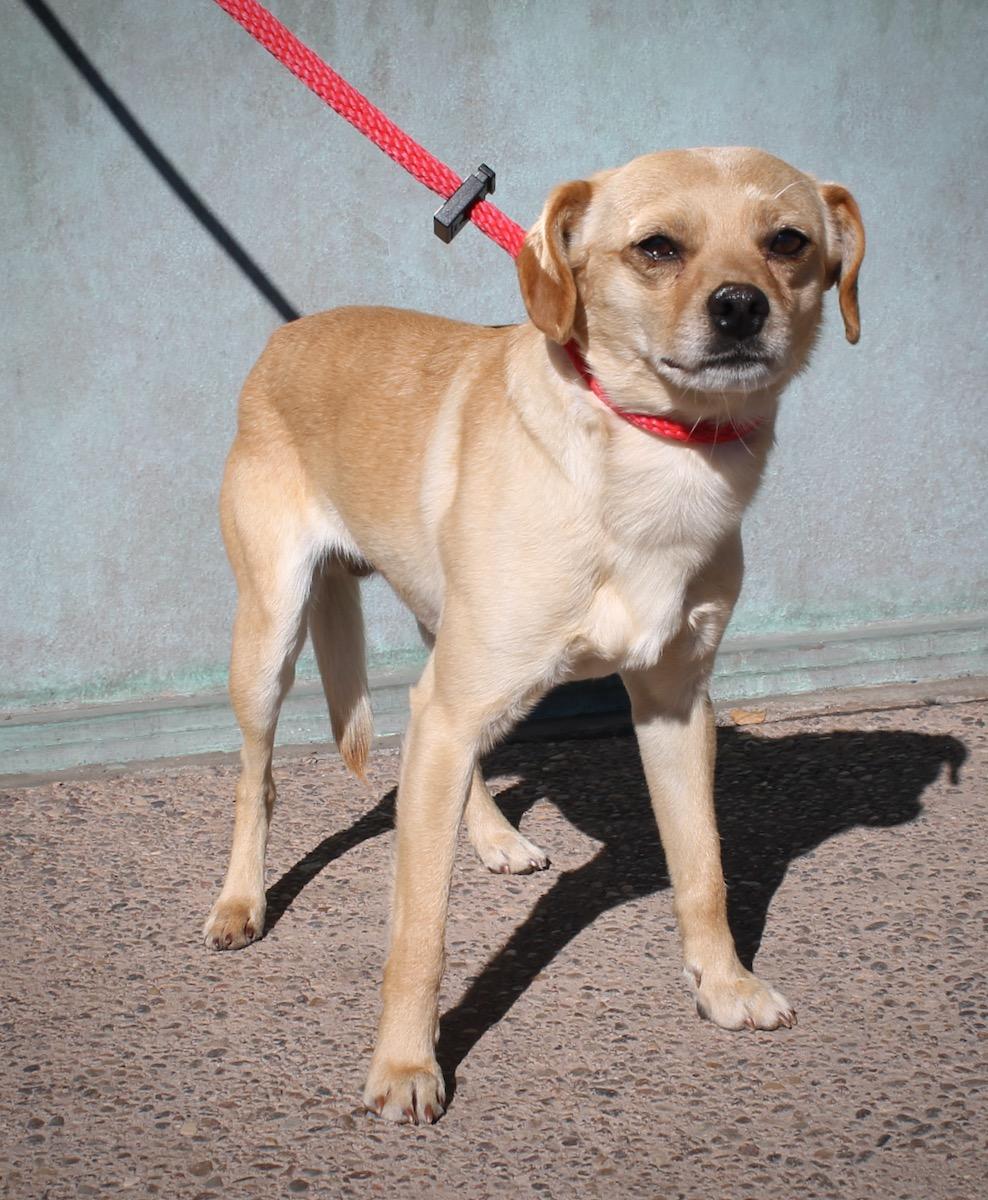 Enlarge Doyle , a ADOPTABLE mixed breed in Albuquerque, NM image 4/5