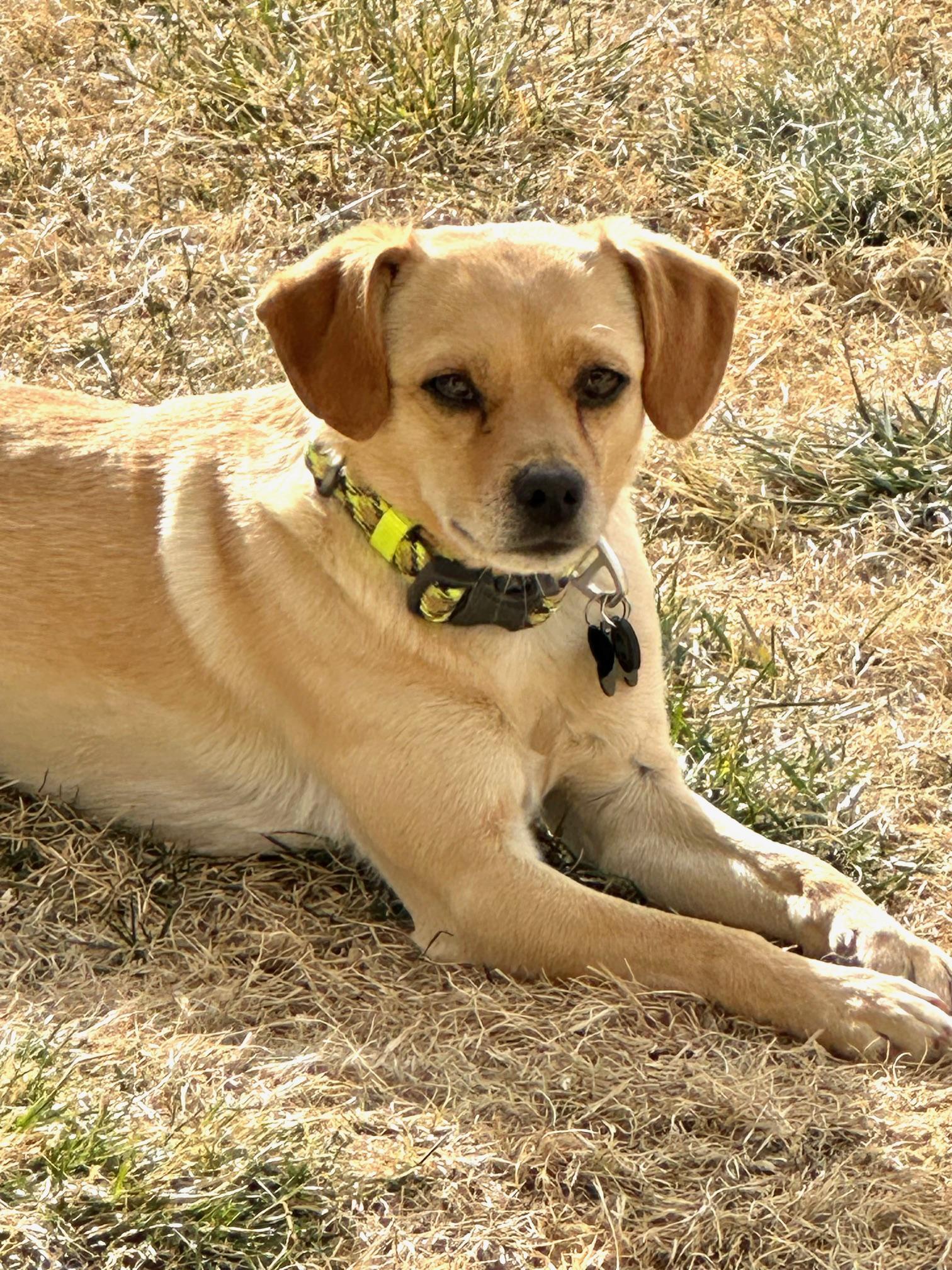 Enlarge Doyle , a ADOPTABLE mixed breed in Albuquerque, NM image 3/3