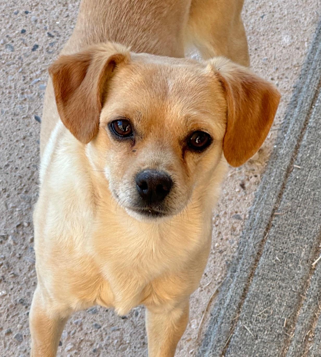 Enlarge Doyle , a ADOPTABLE mixed breed in Albuquerque, NM image 1/3