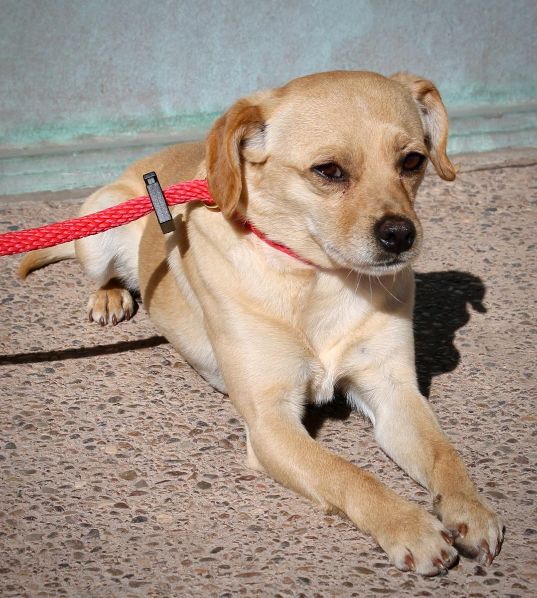 Doyle , ADOPTABLE, Adult Male Chihuahua.