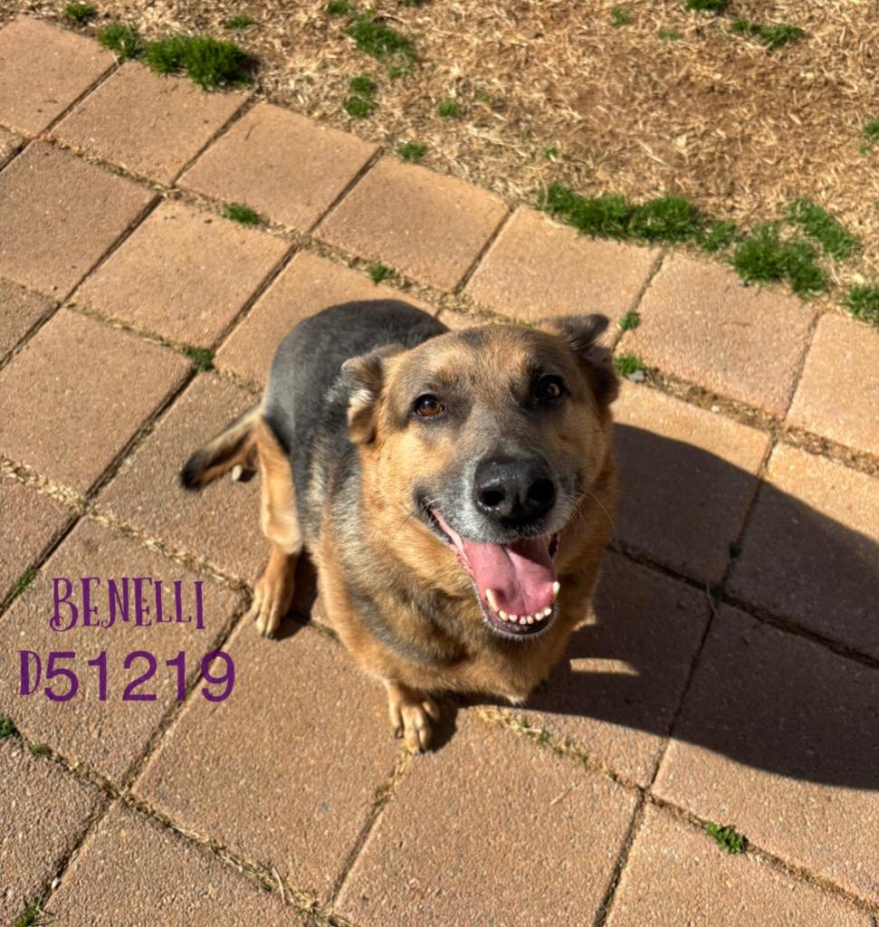 Benelli, Adoptable, Adult Female German Shepherd Dog & Mixed Breed.