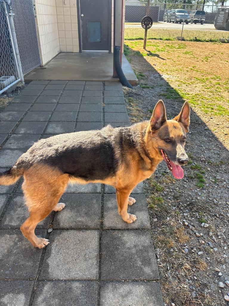 Enlarge Benelli, a Adoptable mixed breed in Clarksville, TN image 2/2