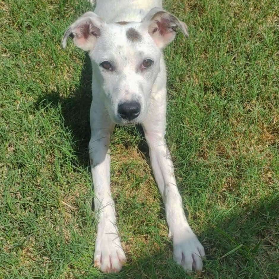 Dog for adoption Spankie, a Mixed Breed in Northwood, NH Petfinder