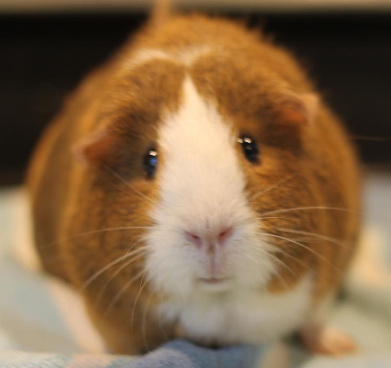 Gigi and Lola, a ADOPTABLE Guinea Pig in Budd Lake, NJ image 2/6