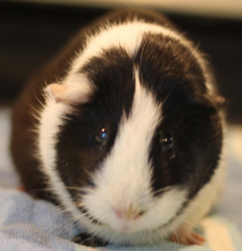 Gigi and Lola, a ADOPTABLE Guinea Pig in Budd Lake, NJ image 5/6