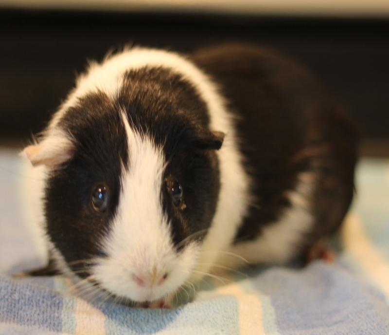 Gigi and Lola, a ADOPTABLE Guinea Pig in Budd Lake, NJ image 6/6