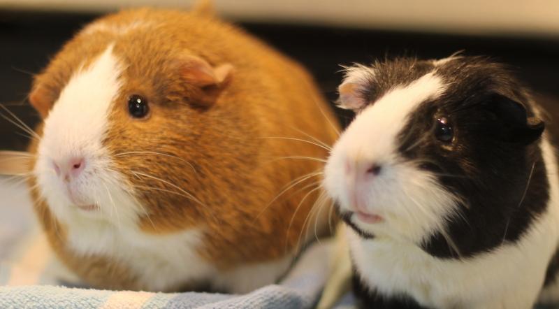 Gigi and Lola, a ADOPTABLE Guinea Pig in Budd Lake, NJ image 4/6