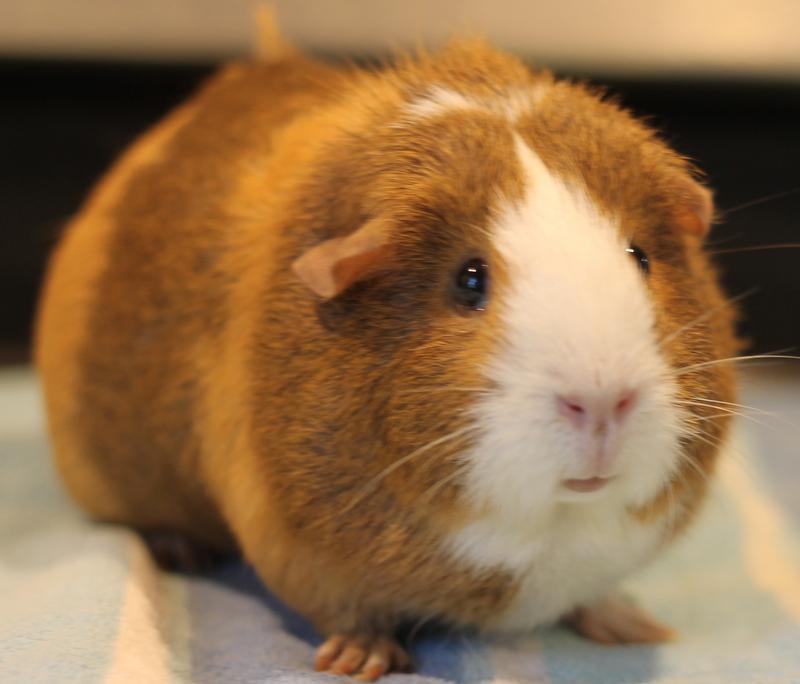 Gigi and Lola, a ADOPTABLE Guinea Pig in Budd Lake, NJ image 3/6