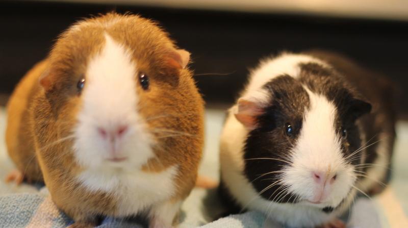 Gigi and Lola, a ADOPTABLE Guinea Pig in Budd Lake, NJ image 1/6