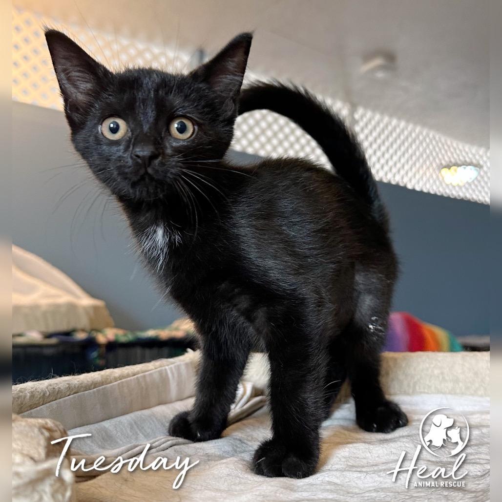 Tuesday, Adoptable, Kitten Female Domestic Short Hair.
