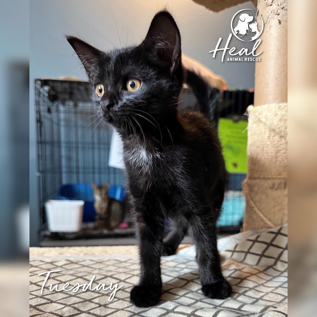 Tuesday, a Adoptable Domestic Short Hair in Youngwood, PA image 2/3