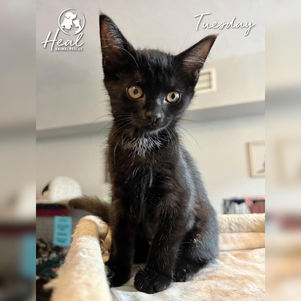 Tuesday, a Adoptable Domestic Short Hair in Youngwood, PA image 3/3