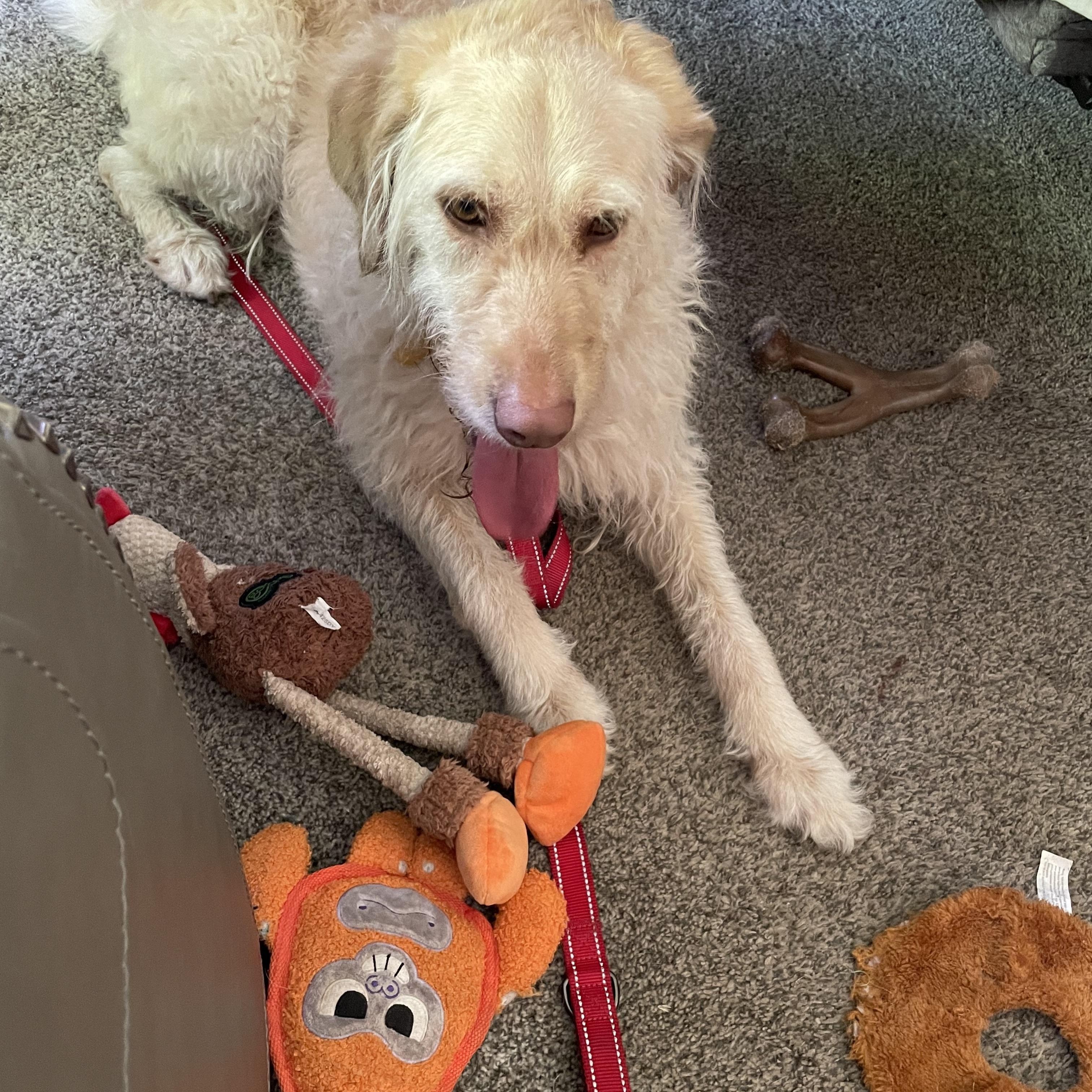 Enlarge Honey 26-094, an adopted Goldendoodle in Minnetonka, MN image 3/4