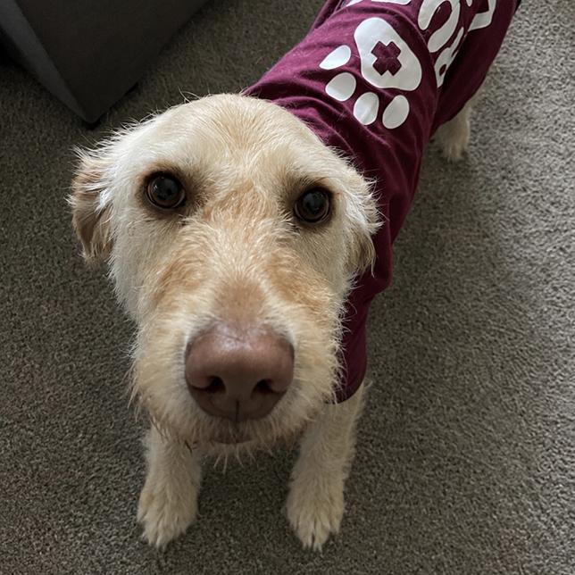 Enlarge Honey 26-094, an adopted Goldendoodle in Minnetonka, MN image 4/4