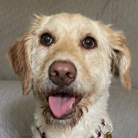Honey 26-094, adopted, Adult Female Goldendoodle.