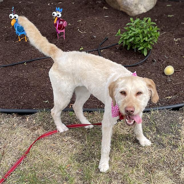 Enlarge Honey 26-094, an adopted Goldendoodle in Minnetonka, MN image 2/4