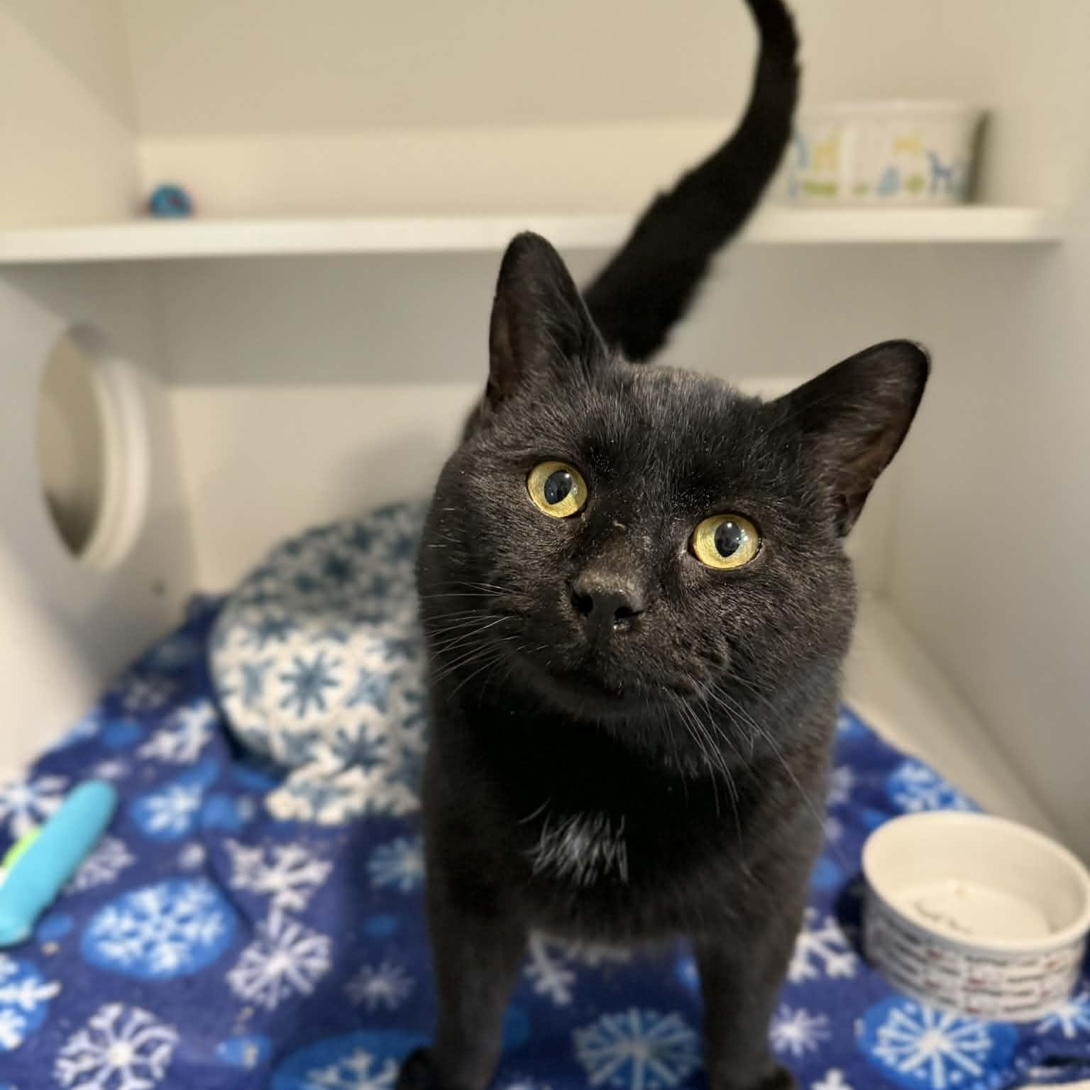 Enlarge Aksel, a ADOPTABLE mixed breed in Penn Yan, NY image 1/6