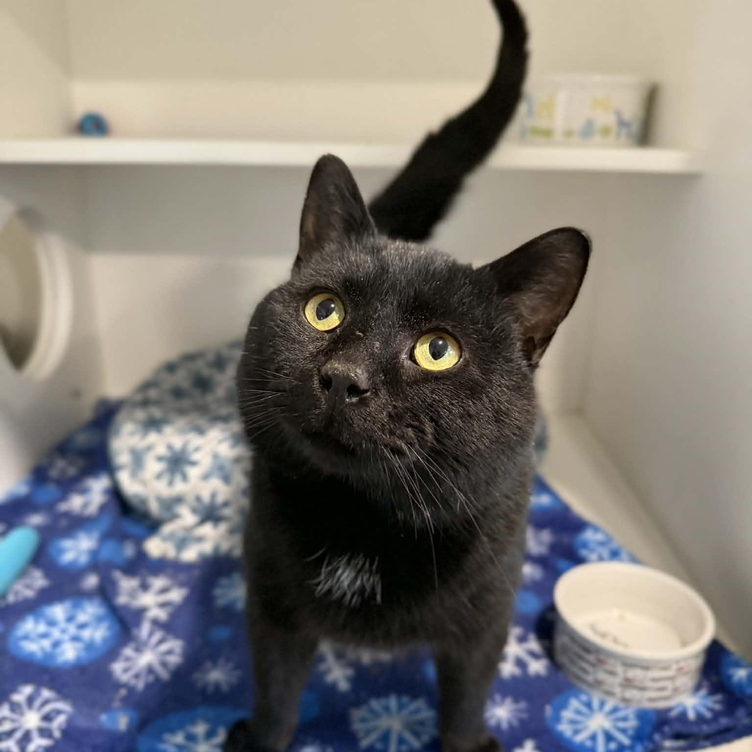 Enlarge Aksel, a ADOPTABLE mixed breed in Penn Yan, NY image 4/6