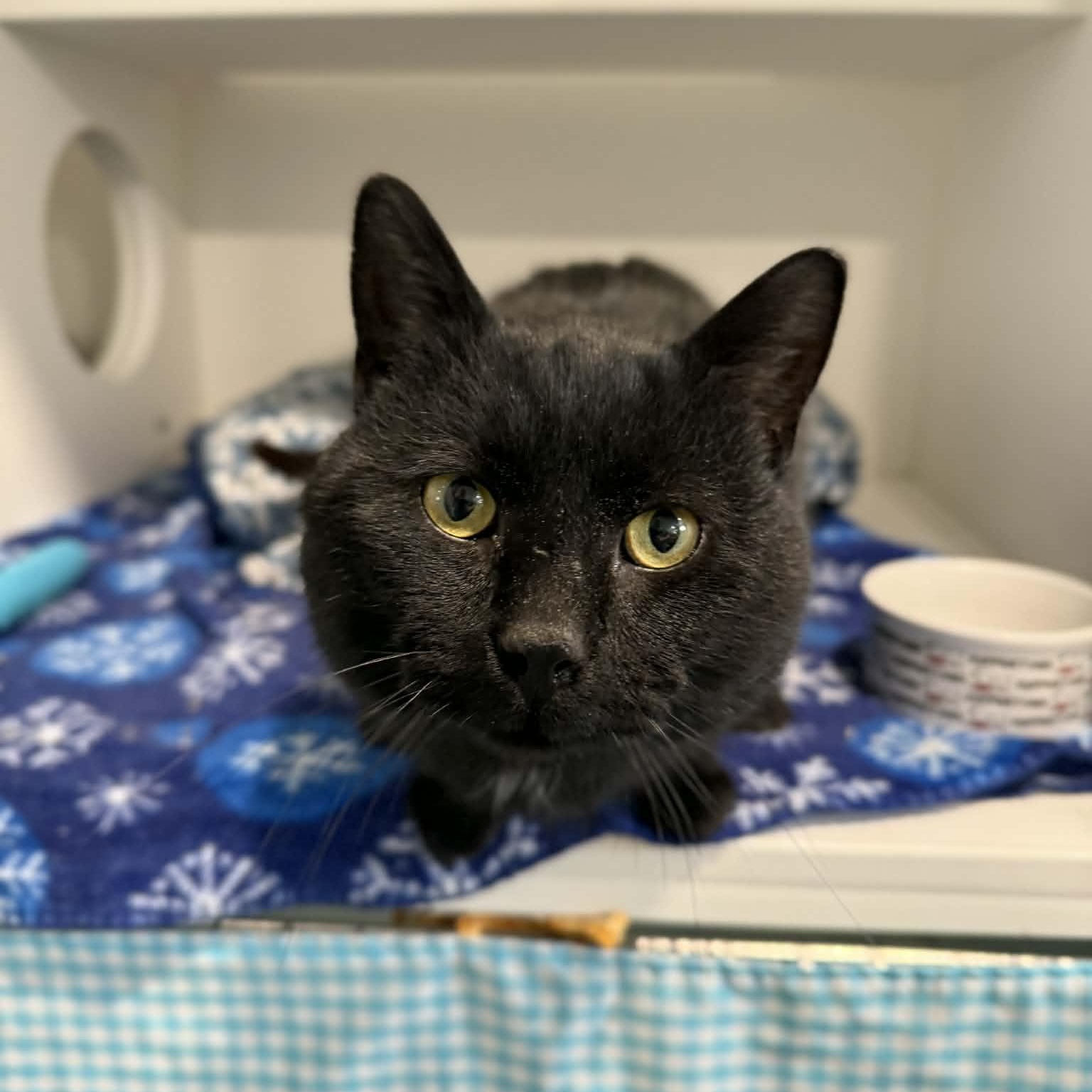 Enlarge Aksel, a ADOPTABLE mixed breed in Penn Yan, NY image 6/6