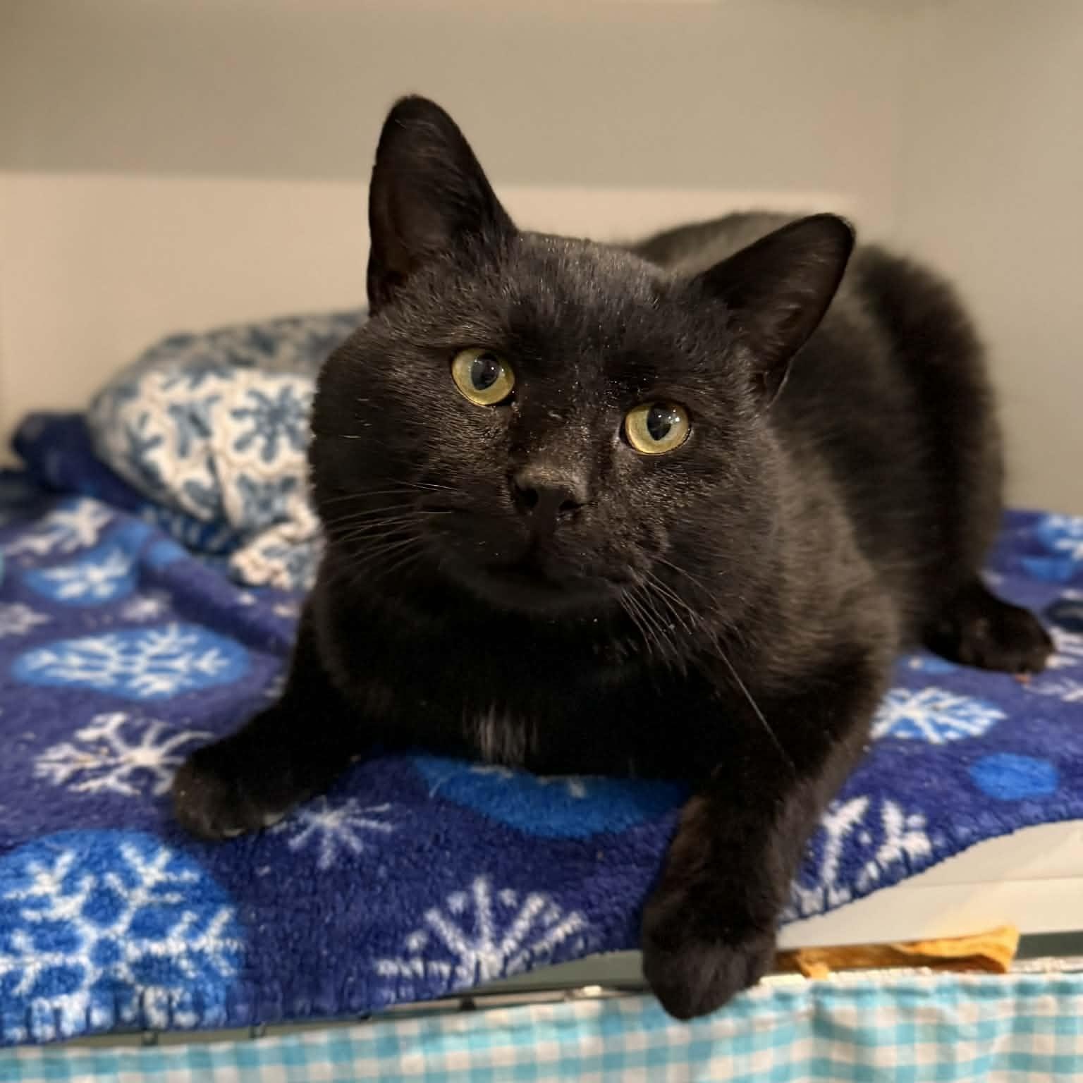 Enlarge Aksel, a ADOPTABLE mixed breed in Penn Yan, NY image 3/6