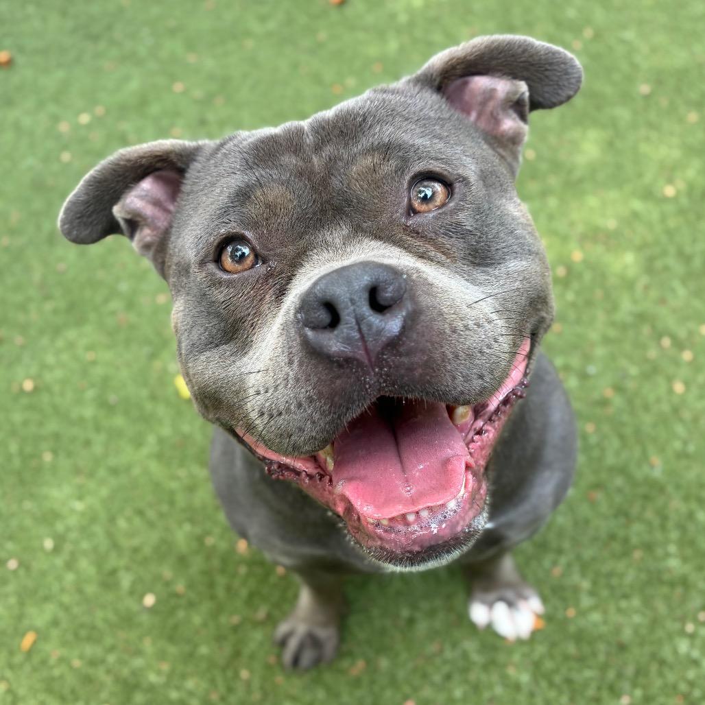 Enlarge Sonti, a Adoptable American Staffordshire Terrier in Providence, RI image 1/5