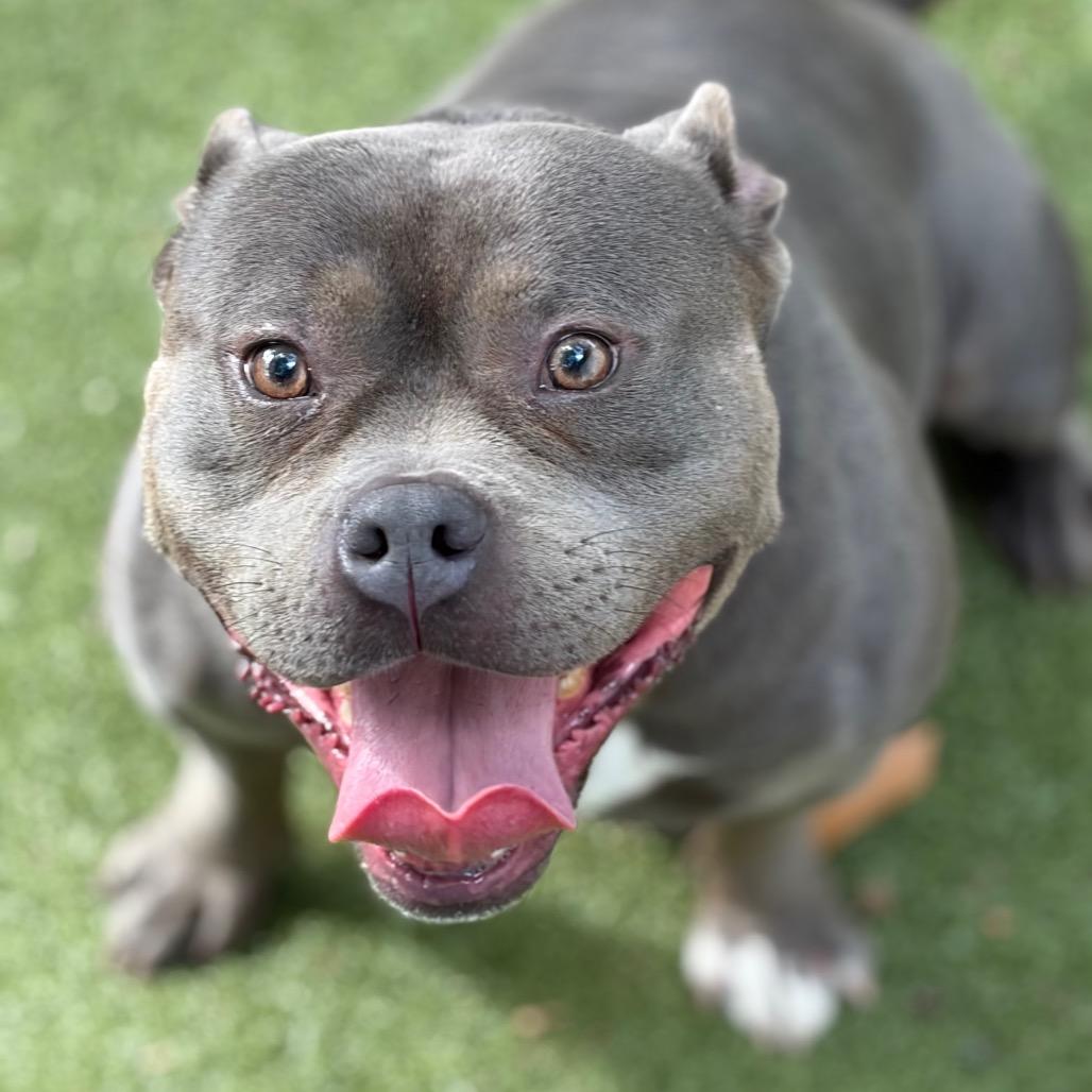 Enlarge Sonti, a Adoptable American Staffordshire Terrier in Providence, RI image 2/5