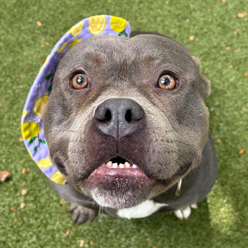 Enlarge Sonti, a Adoptable American Staffordshire Terrier in Providence, RI image 3/5