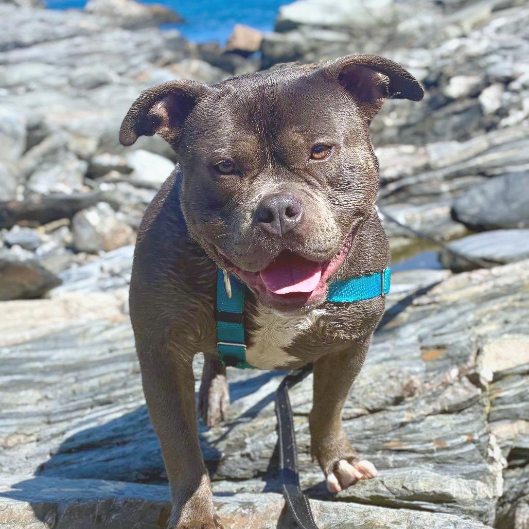 Enlarge Sonti, a Adoptable American Staffordshire Terrier in Providence, RI image 4/5