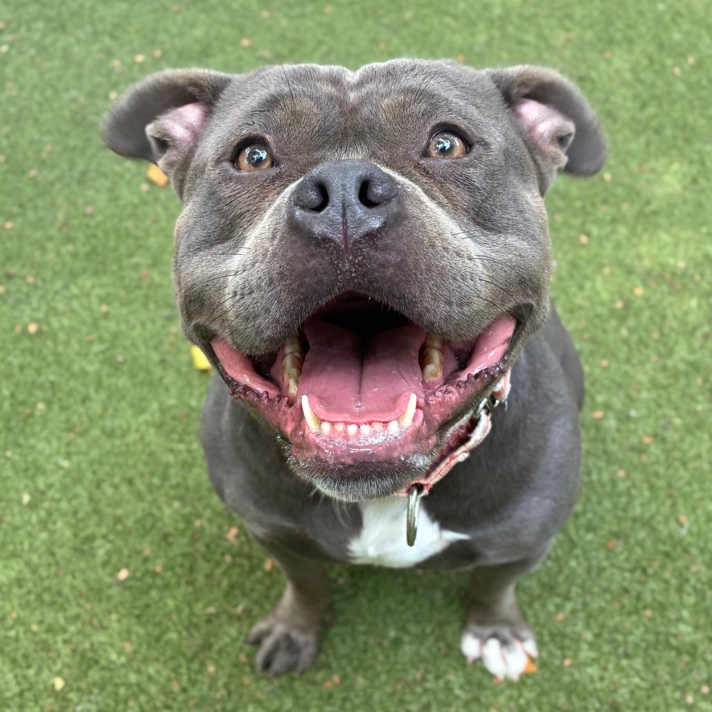 Enlarge Sonti, a Adoptable American Staffordshire Terrier in Providence, RI image 5/5