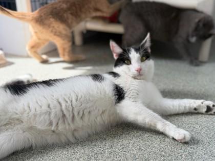 Chad, Adoptable, Adult Male Domestic Short Hair & Domestic Short Hair.
