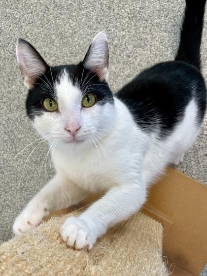 Enlarge Chad, a Adoptable mixed breed in Madison, WI image 2/3