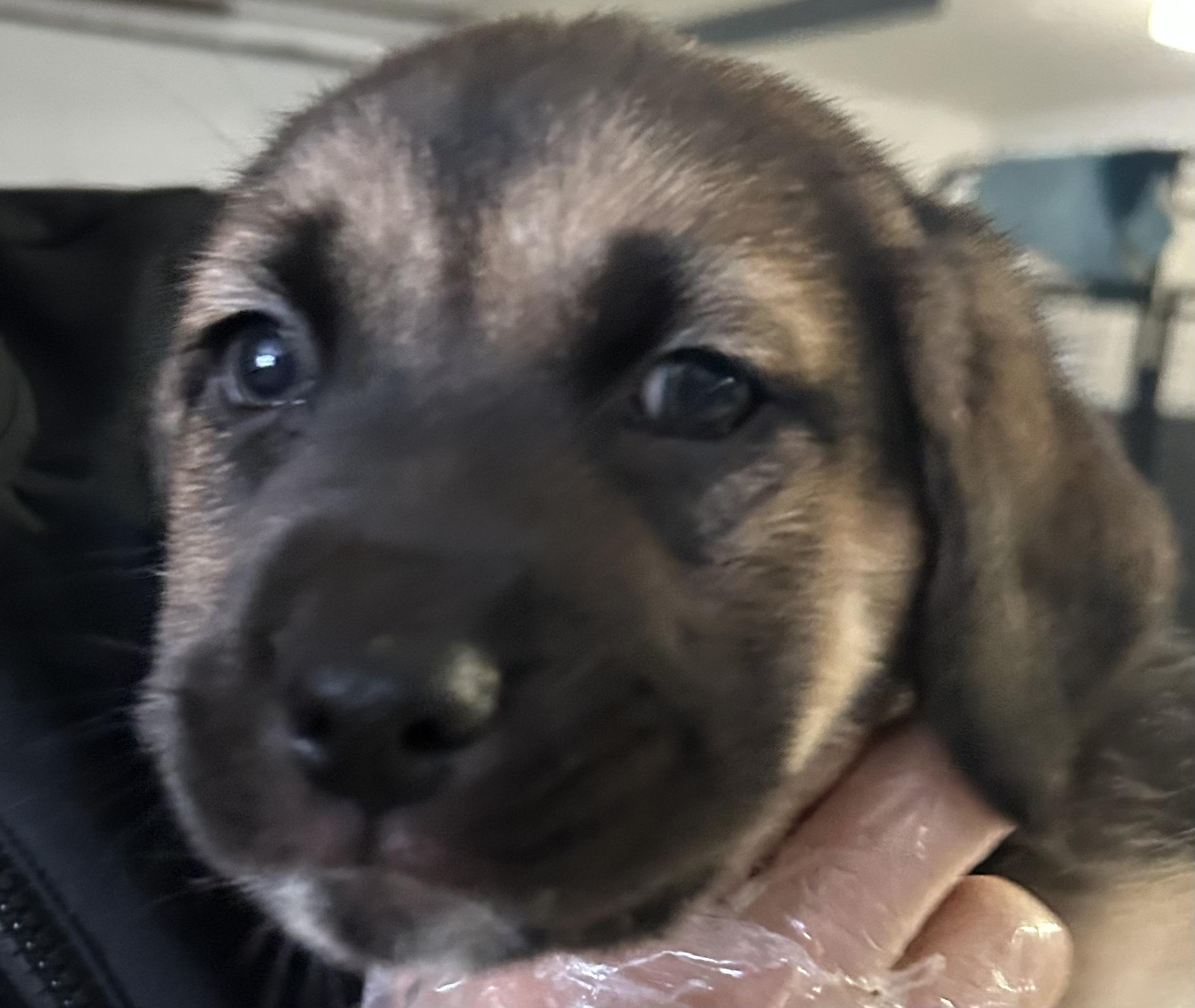 Twizzler, Adoptable, Puppy Female Labrador Retriever & Shepherd.