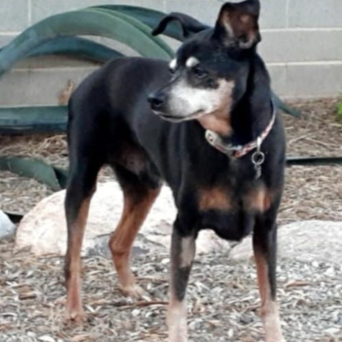 Peanut, a Adoptable Miniature Pinscher in Marana, AZ image 2/3