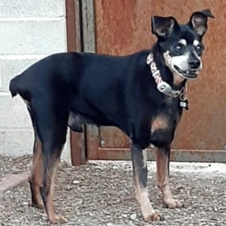 Peanut, a Adoptable Miniature Pinscher in Marana, AZ image 3/3
