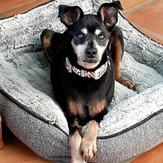 Peanut, a Adoptable Miniature Pinscher in Marana, AZ image 1/3