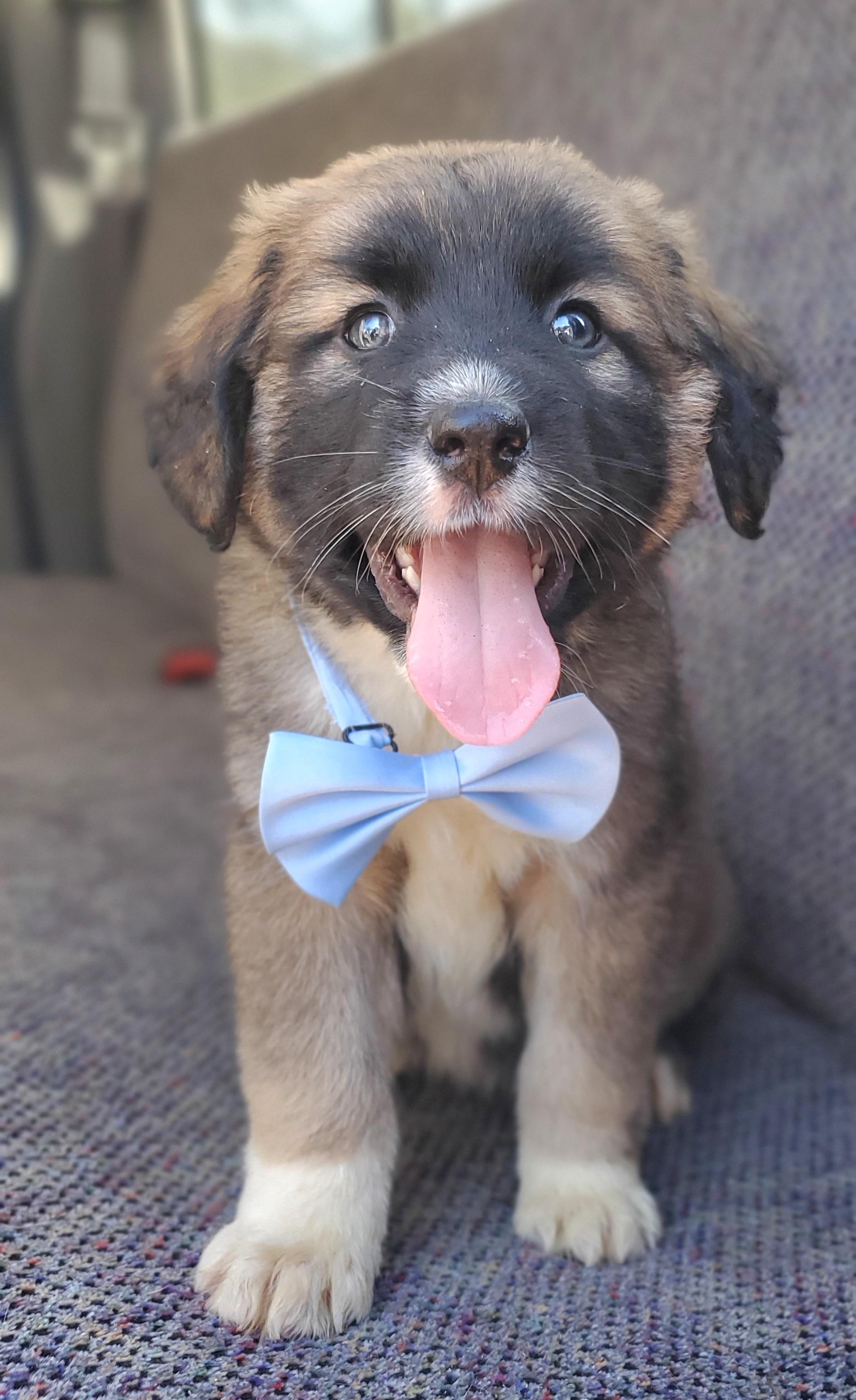 Enlarge Barley , a Adoptable mixed breed in Gilbert, SC image 6/6