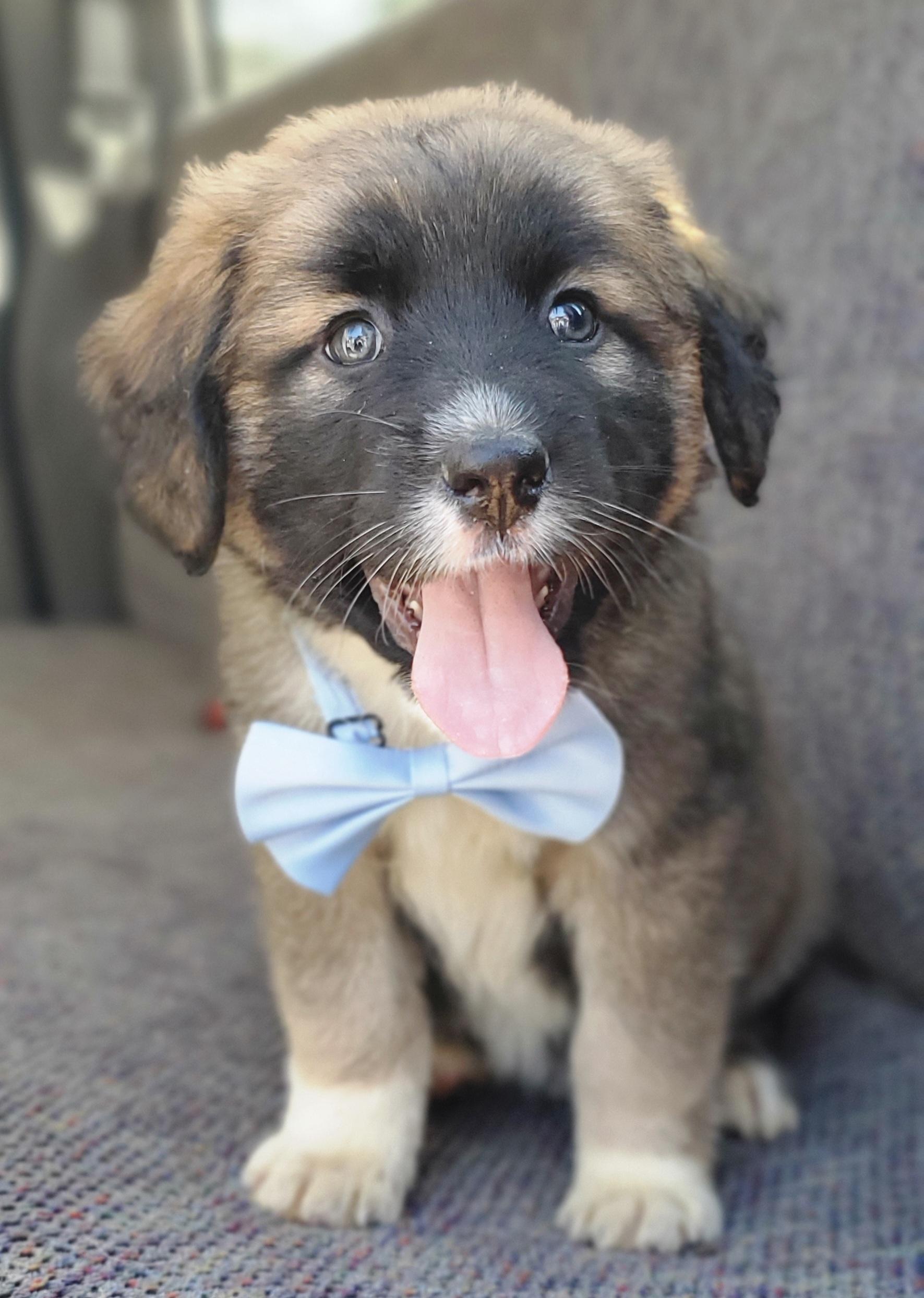 Enlarge Barley , a Adoptable mixed breed in Gilbert, SC image 1/6