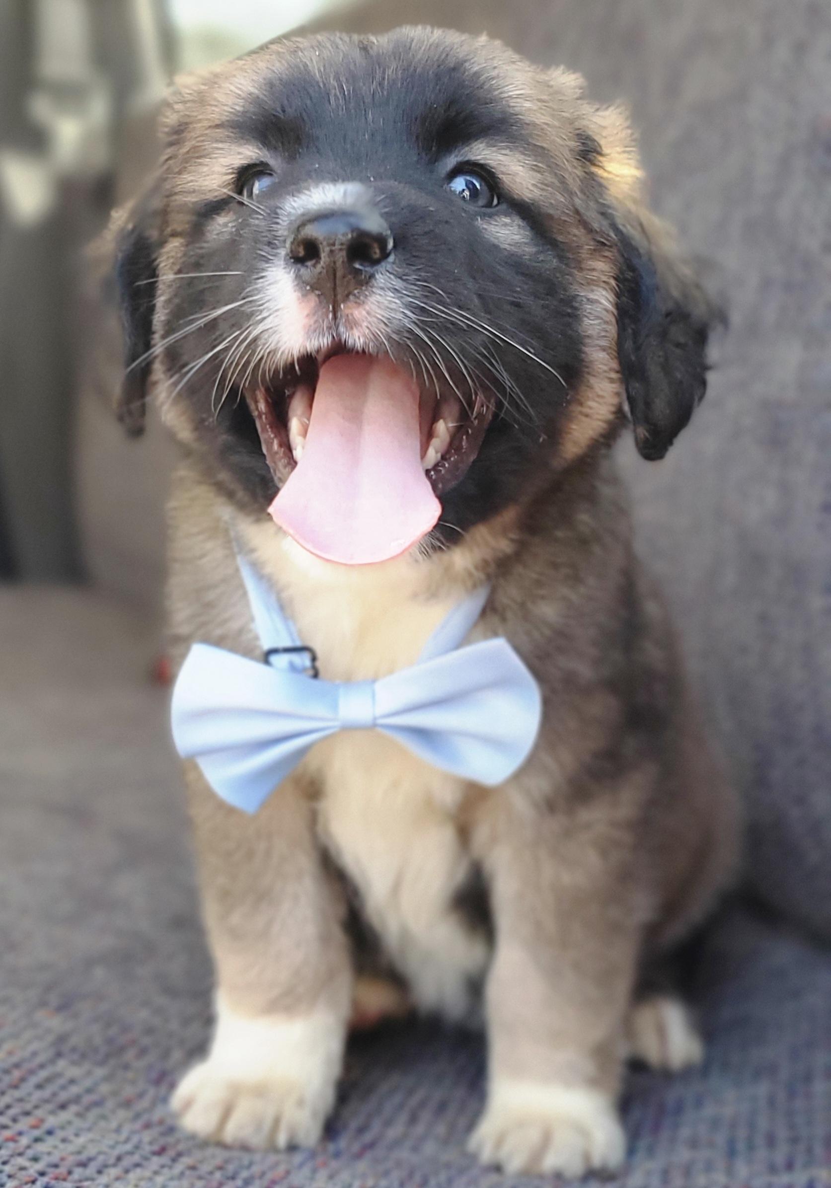 Enlarge Barley , a Adoptable mixed breed in Gilbert, SC image 4/6