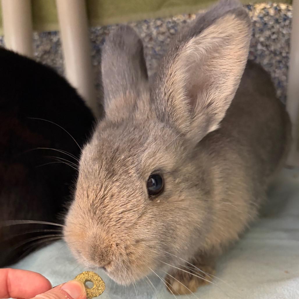 Enlarge Almond, a Adoptable Bunny Rabbit in Fairport, NY image 1/2