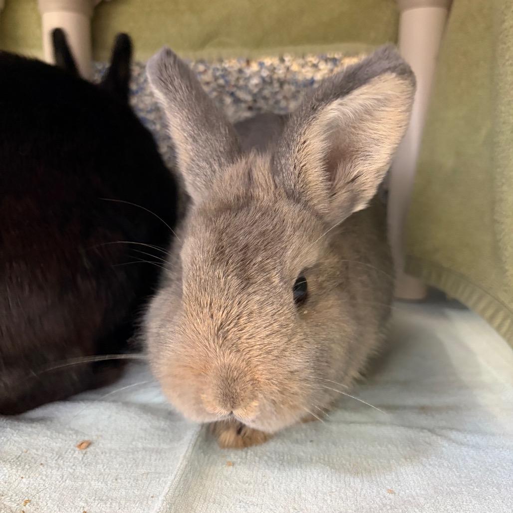 Enlarge Almond, a Adoptable Bunny Rabbit in Fairport, NY image 2/2