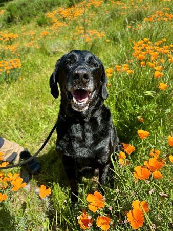 Deagon, a Adoptable Labrador Retriever in Santa Paula, CA image 1/4