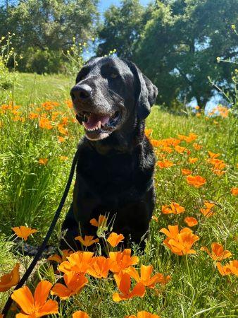 Deagon, a Adoptable Labrador Retriever in Santa Paula, CA image 4/4