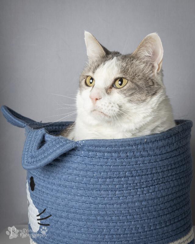 Enlarge Lucy, a Adoptable Domestic Short Hair in Maryville, TN image 1/1