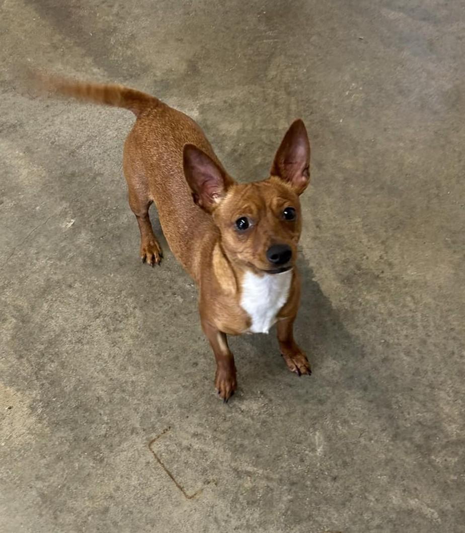 Diva, an adoptable Chiweenie in Dubuque, IA, 52001 | Photo Image 1