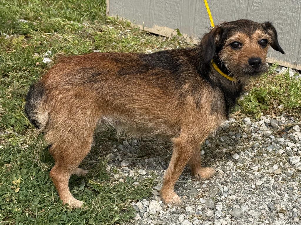 Enlarge Clarice, a Adoptable mixed breed in Vacaville, CA image 1/1