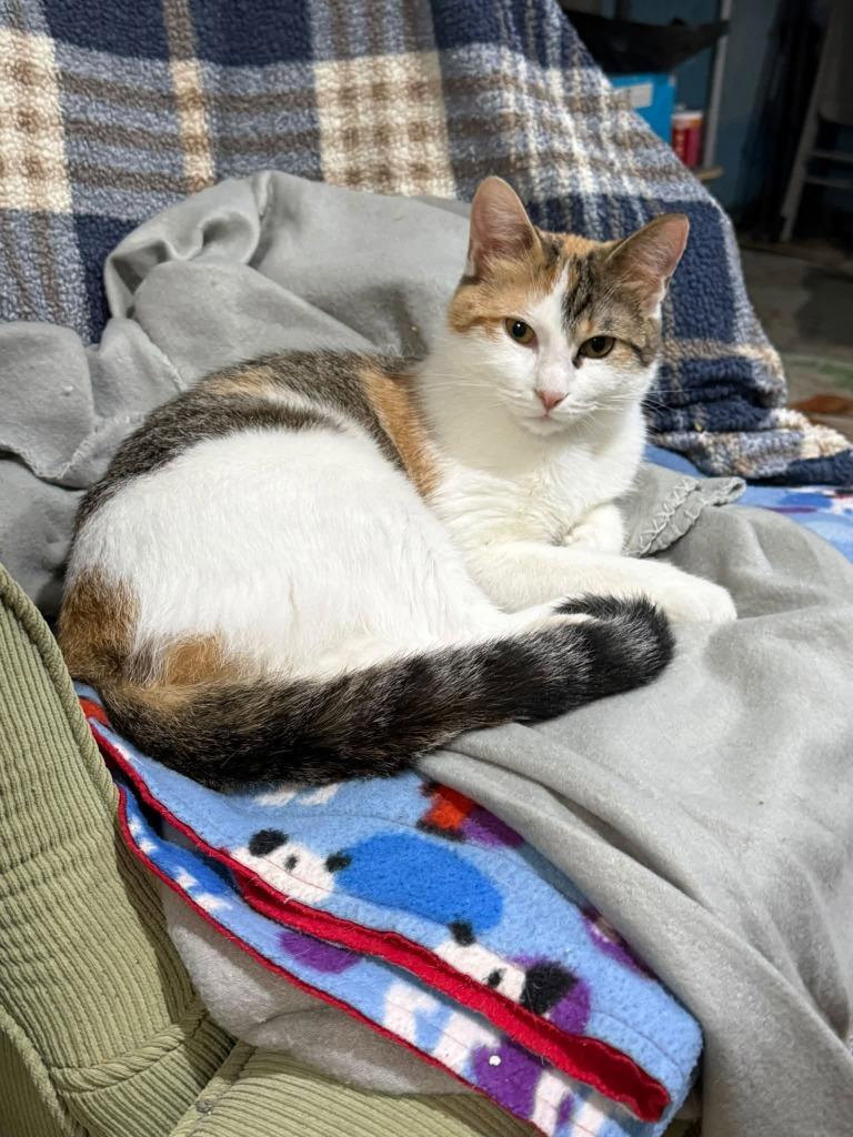Enlarge Penelope, a Adoptable mixed breed in Libertyville, IL image 1/3