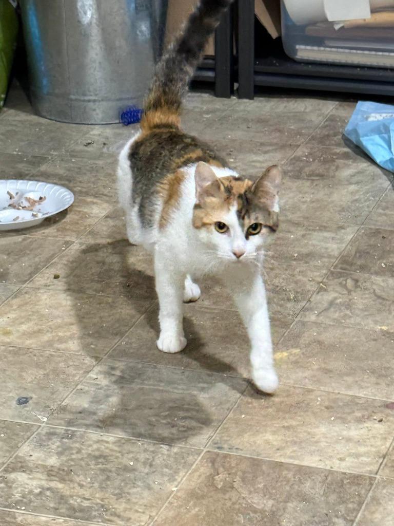 Enlarge Penelope, a Adoptable mixed breed in Libertyville, IL image 2/3