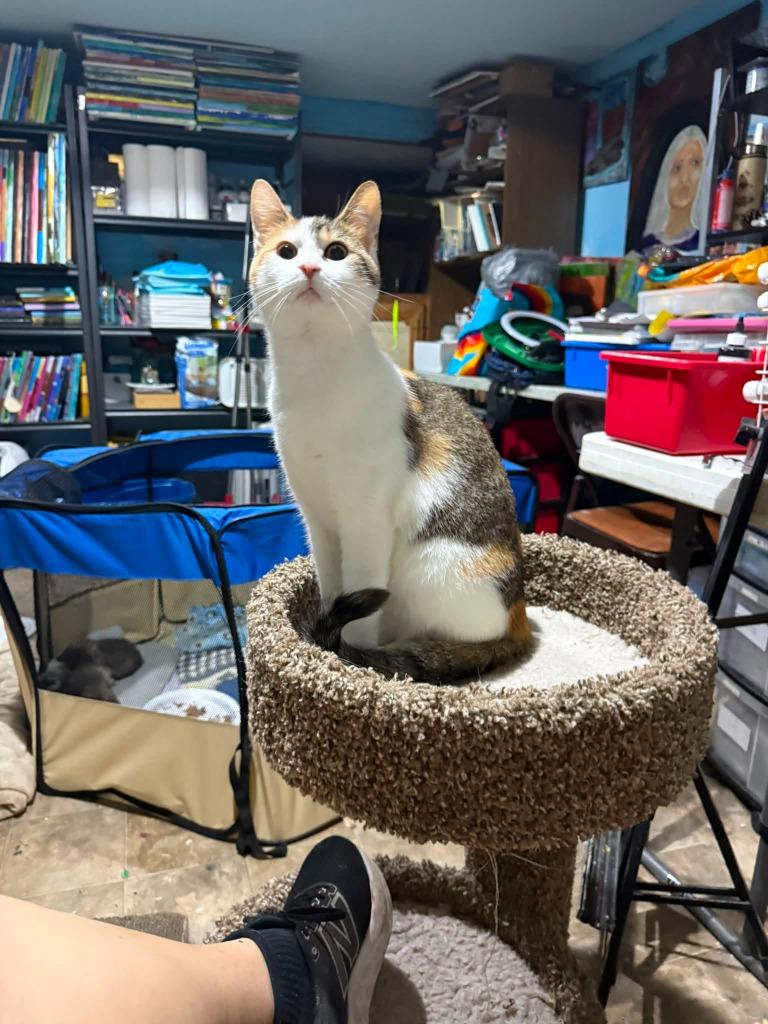 Enlarge Penelope, a Adoptable mixed breed in Libertyville, IL image 3/3